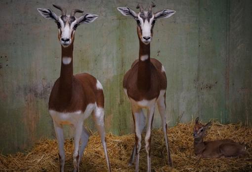 Así es la gacela extinta en su hábitat que ha nacido en Bioparc Valencia