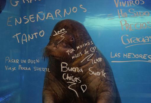 Las morsas del Oceanogràfic de Valencia se van de Erasmus