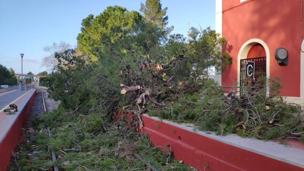 La caída de un pino por el viento corta la circulación de trenes entre Alcoy y Xàtiva, que ya ha sido restablecida