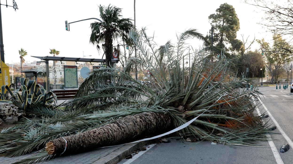 Palmeras caídas sobre un carril bici en el centro de Valencia