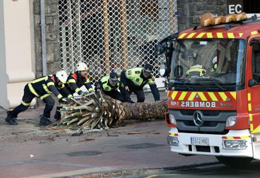 Los bomberos retiran palmeras caídas en la ciudad