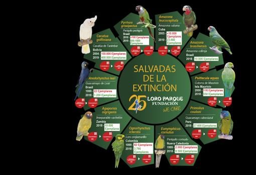 Lista de las diez especies de loros salvadas por la Fundación Loro Parque