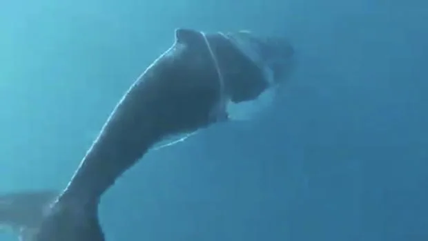 Aparece una ballena atrapada en un cabo al sur de Gran Canaria