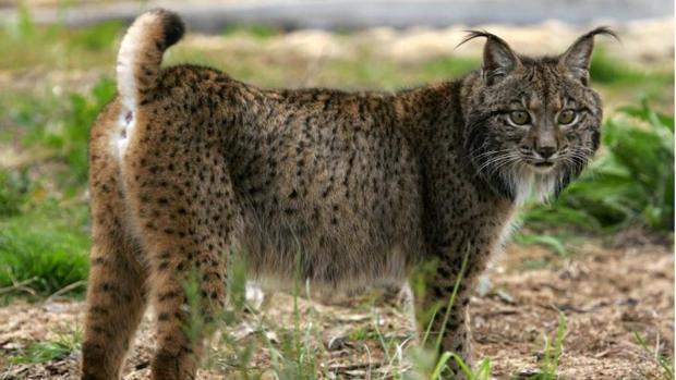 Muere atropellada una hembra lince que nació este año en Cuerva