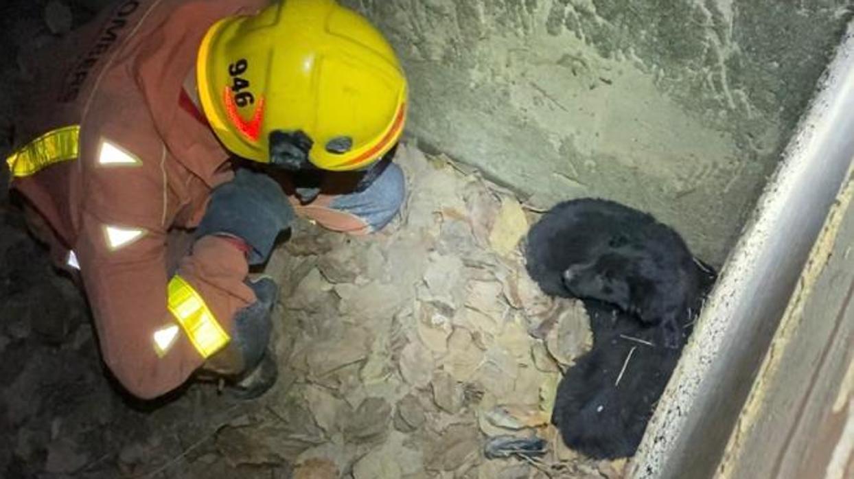 Momento del rescate de los cachorros por parte de los bomberos