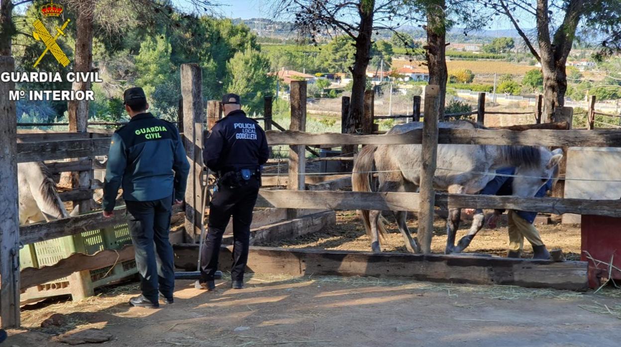 Imagen de la actuación de la Guardia Civil en Godelleta (Valencia)