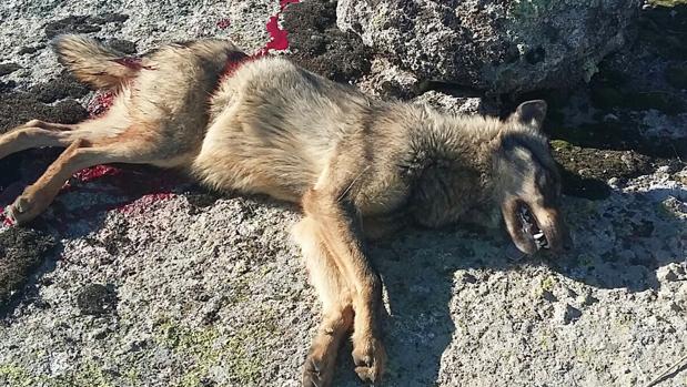 Ávila acogerá el primer juicio en España por la caza ilegal de un lobo