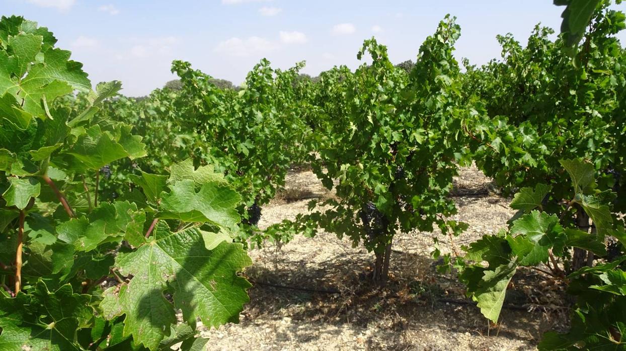 Viñas de Cabernet Sauvignon, de la bodega de Finca Dehesa de Luna, en La Roda (Albacete)