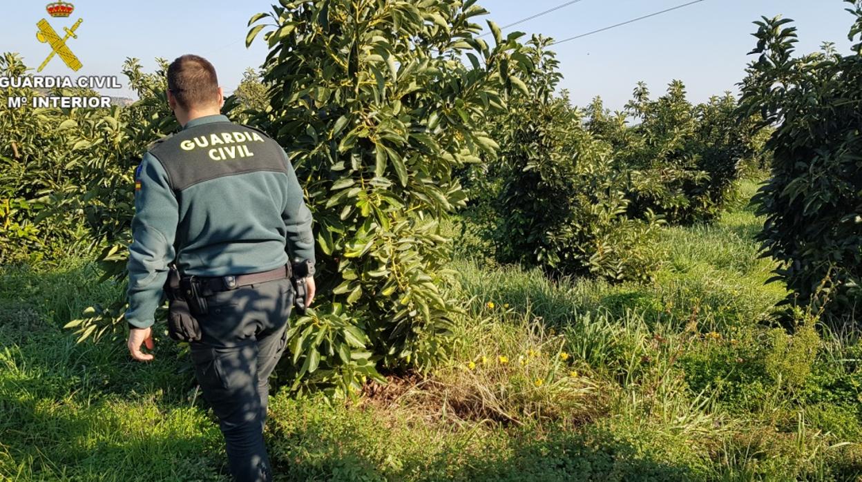 Imagen de la Guardia Civil durante la operación «Avokado»