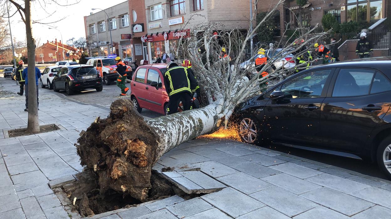 Los Bomberos de la Comunidad de Madrid retiran un árbol caído sobre la vía pública en Colmenar Viejo