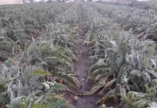 Imagen de una plantación de alcachofas en Meliana (Valencia)