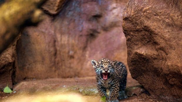 El Loro Parque celebra el nacimiento de dos jaguares