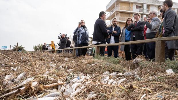 Recogen a mano 11.000 kilos de peces muertos por el temporal en Cullera