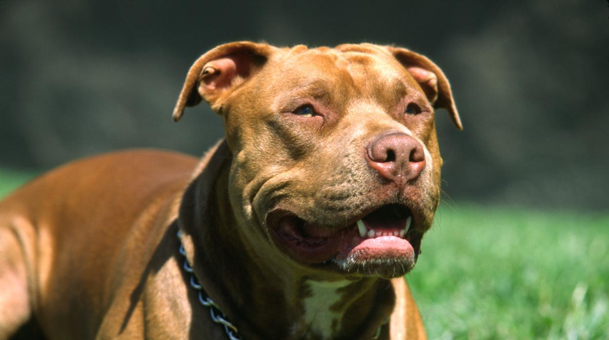 Un perro de raza pelogrosa en una imagen de archivo