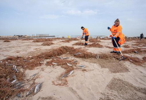 Operarios de limpieza recogen peces muertos en una playa valenciana