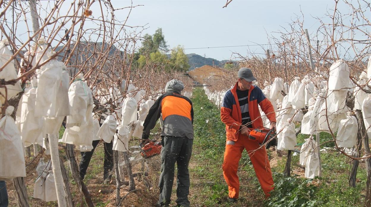 Arranque de parras con motosierras, este miércoles en la finca de Cándido Lucas en Novelda