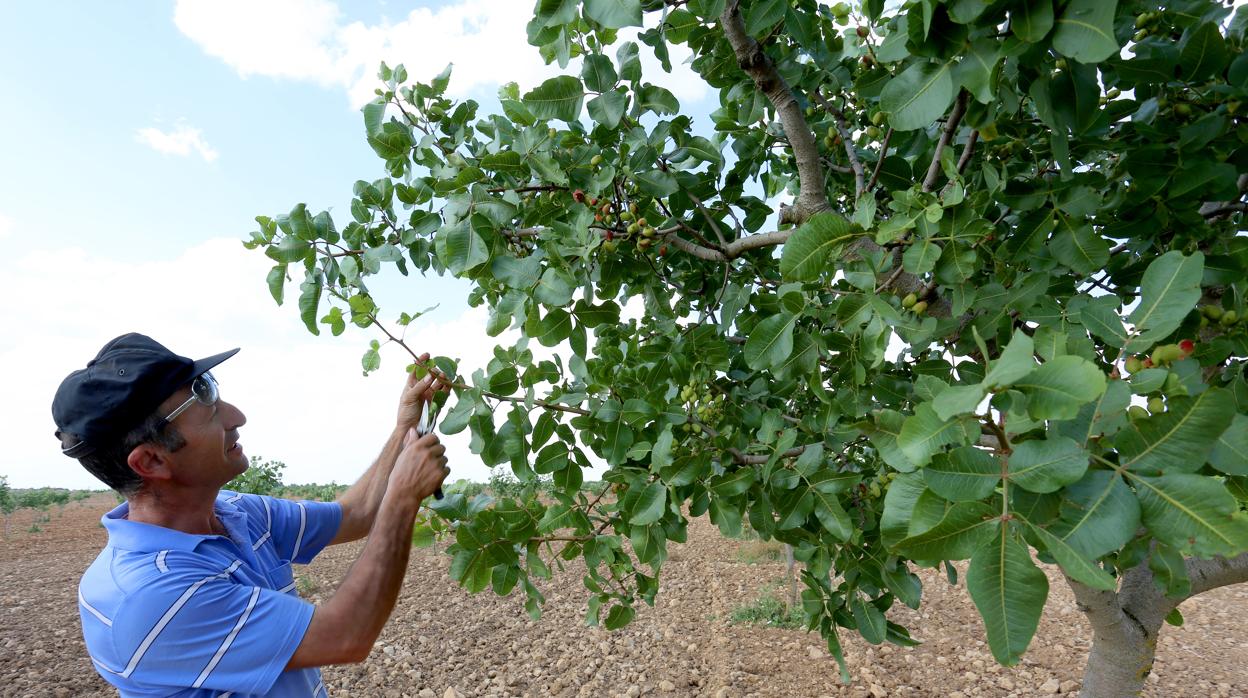 El pistacho de adapta muy bien a las condiciones de suelo y clima en muchas comarcas de Castilla y León