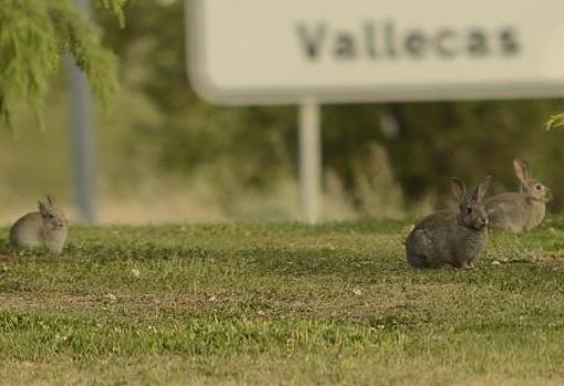 Conejos en zonas urbanas de la capital