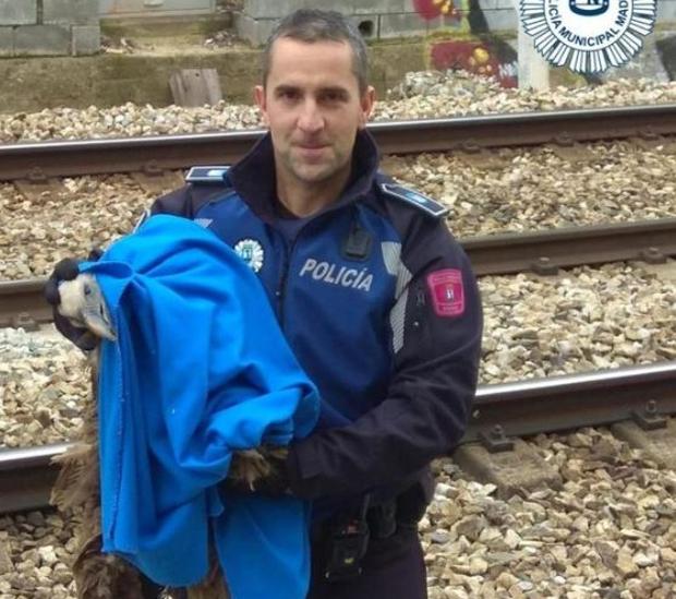 La Policía Municipal rescata a un buitre leonado herido en las vías del tren cerca de la M-607