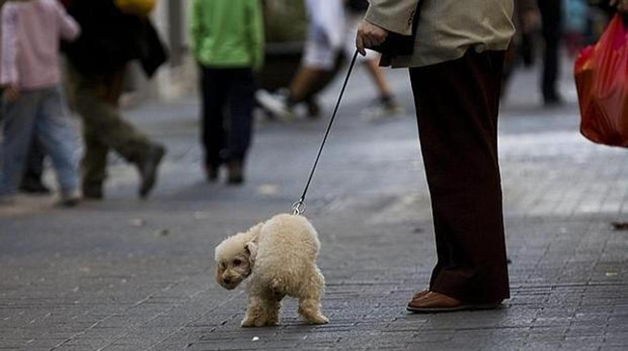 Un hombre pasea con su mascota por la ciudad