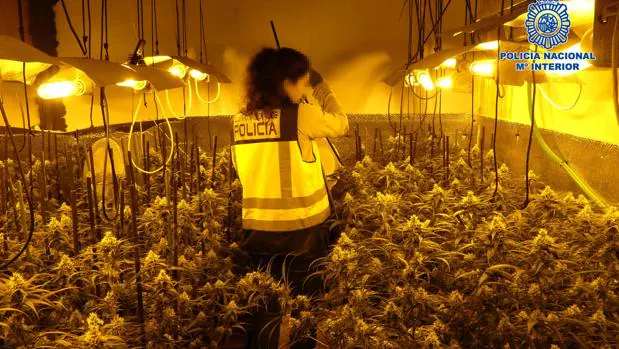 La Policía desmantela en Argés y Olías del Rey dos laboratorios clandestinos de cannabis