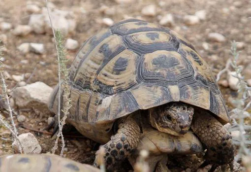 El secreto de la supervivencia de las tortugas: almacenan esperma durante años