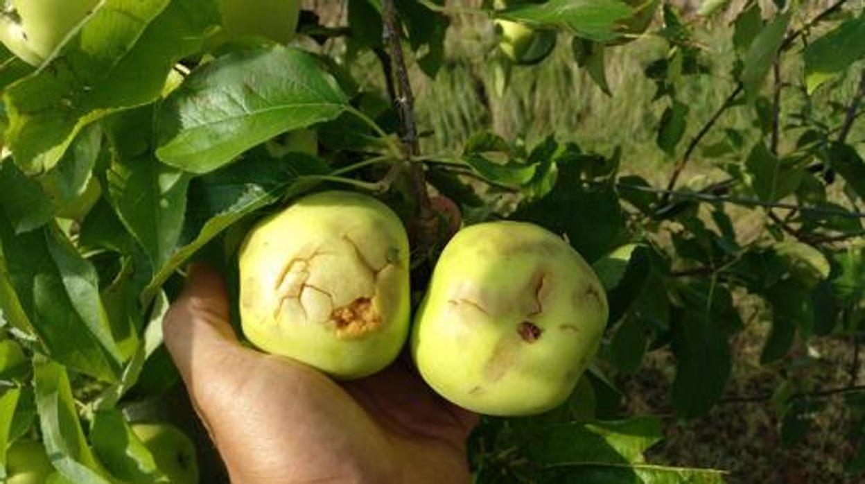 Manzanas machadas por el pedrisco que descargó a finales de agosto en los valles del Manubles y del Ribota, en la comarca de Calatayud