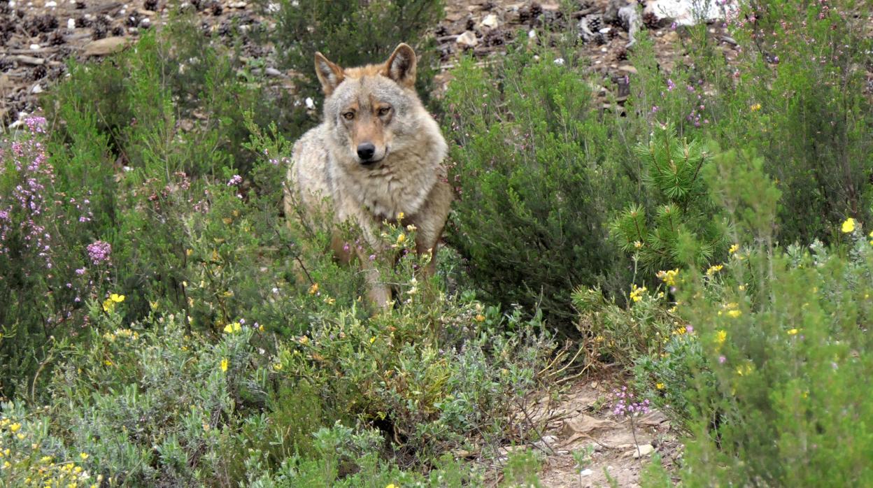 Un lobo, en una imagen de archivo