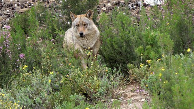 Investigado por usar cebos envenenados con sustancia «altamente tóxica» contra los lobos en Gredos