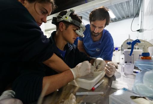 Imagen de la intervención en el Oceanogràfic de Valencia