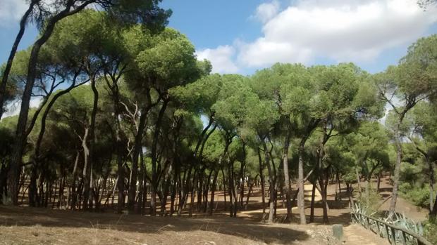 Toledo tendrá un nuevo bosque urbano con 1.000 árboles en La Legua