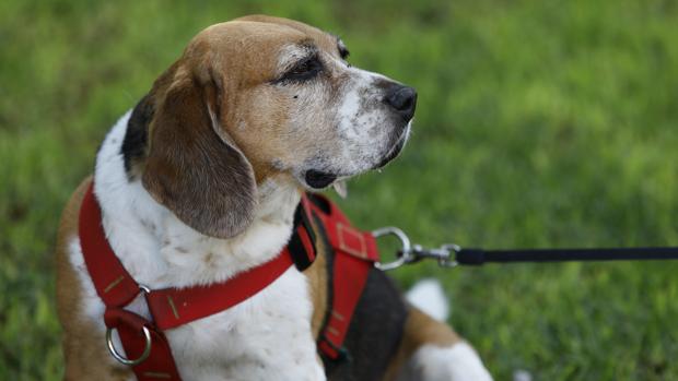 «Pegatinas en la puerta» o «mochila de emergencia»: así es el plan para proteger a los animales domésticos