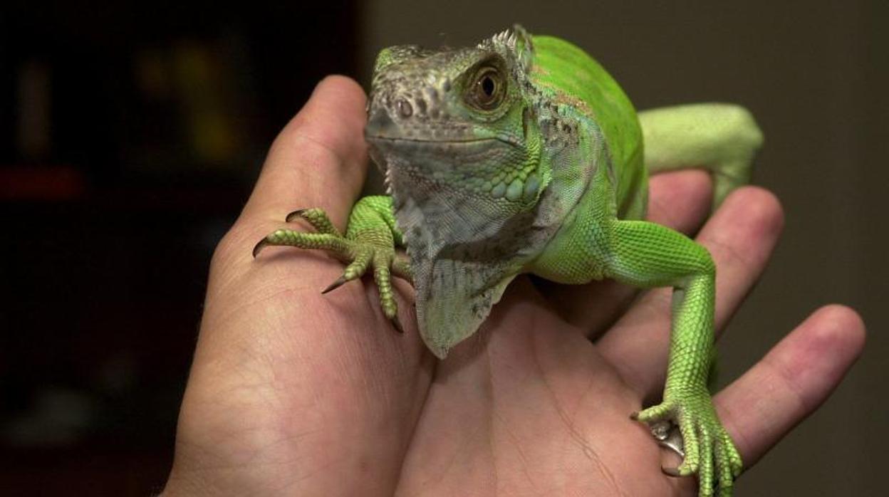 Detalle de una iguana