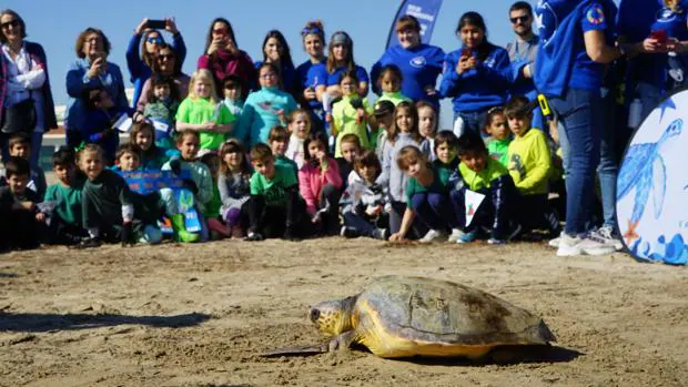 Un grupo de escolares limpia la playa de las Arenas y asiste a la suelta de una tortuga en Valencia