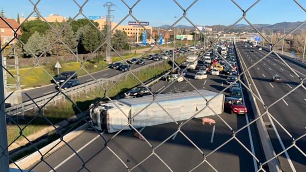 Un camión con 170 cerdos choca contra un guardarraíl de la A-6 y deja dos heridos leves