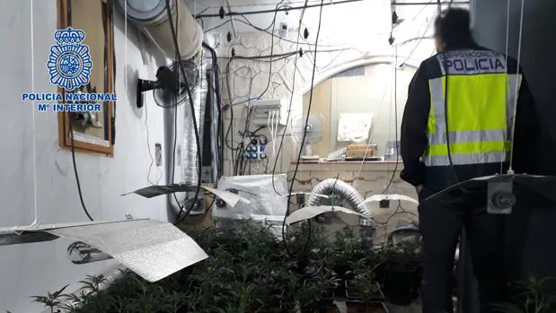 Desmantelado un cultivo ilegal de marihuana que estaba oculto en una vivienda de Velada