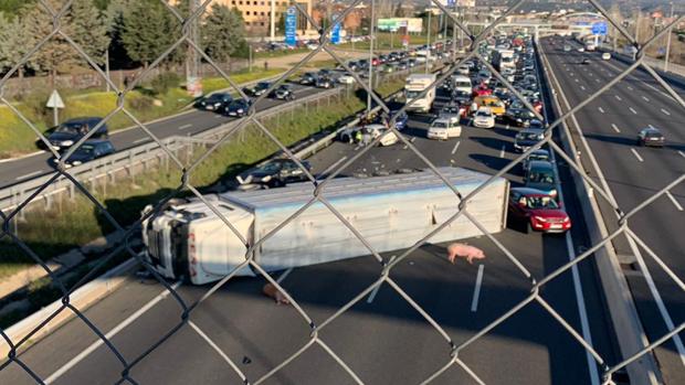 Cifran en más de cien los cerdos muertos tras el vuelco del camión que los transportaba por la A-6