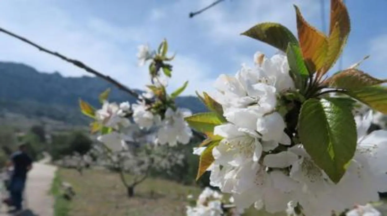 Cerezos en flor en La Vall de la Gallinera