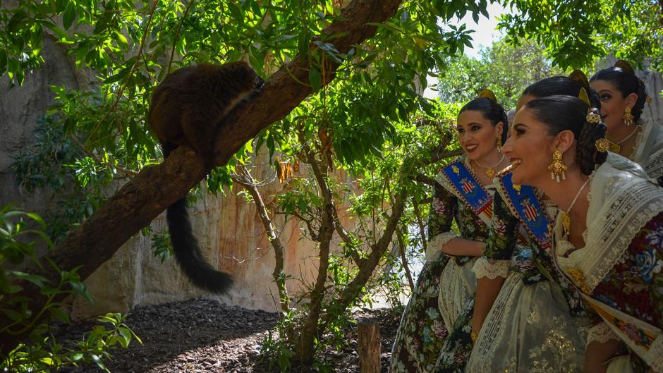 Las falleras mayores de Valencia celebran el cumpleaños de Bioparc