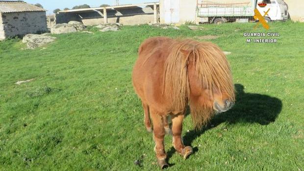 Investigado en Ledesma al hallar en su granja un poni inválido y dos ovejas muertas