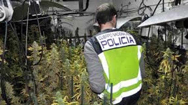 La Policía interviene 3.000 plantas de marihuana en Los Navalmorales