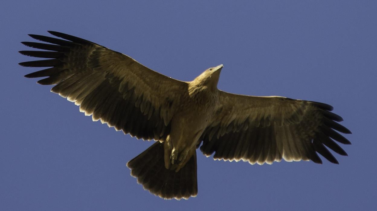 El águila imperial ibérica retoma el vuelo