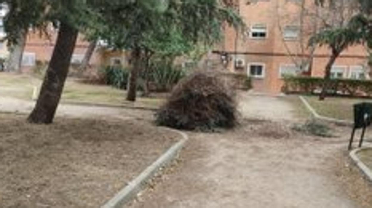 Imagen del nido de cotorras argentinas tras la caída desde el árbol