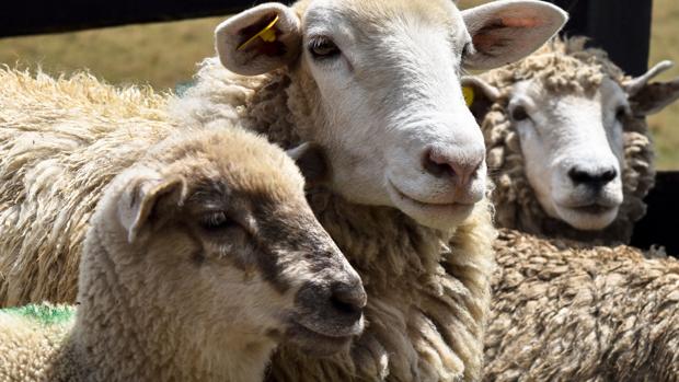 Una ganadera zamorana recibe un premio nacional por su proyecto de coexistencia entre ovejas y lobos