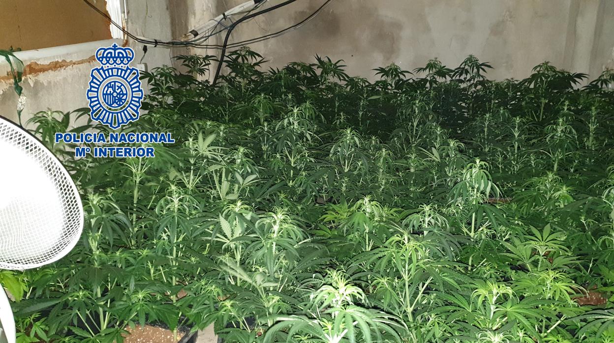 Imagen de unas de las plantaciones de marihuana confiscadas por la Policía Nacional