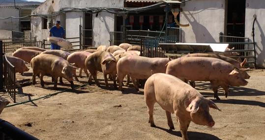 Una de las macrogranjas de cerdos existente en la comunidad de Castilla-La Mancha