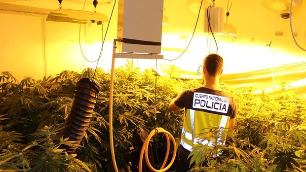 Desmantelan una plantación de marihuana con dos detenidos en un barrio de Valencia