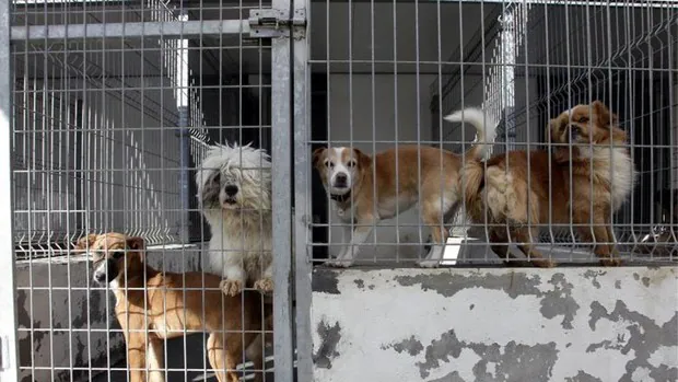 Voluntarios sin síntomas podrán pasear 80 animales de la perrera municipal de Madrid