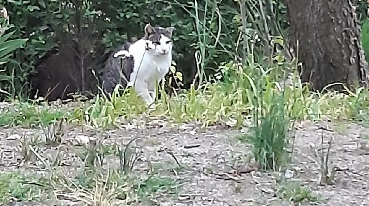 Un gato en el parque del Retiro
