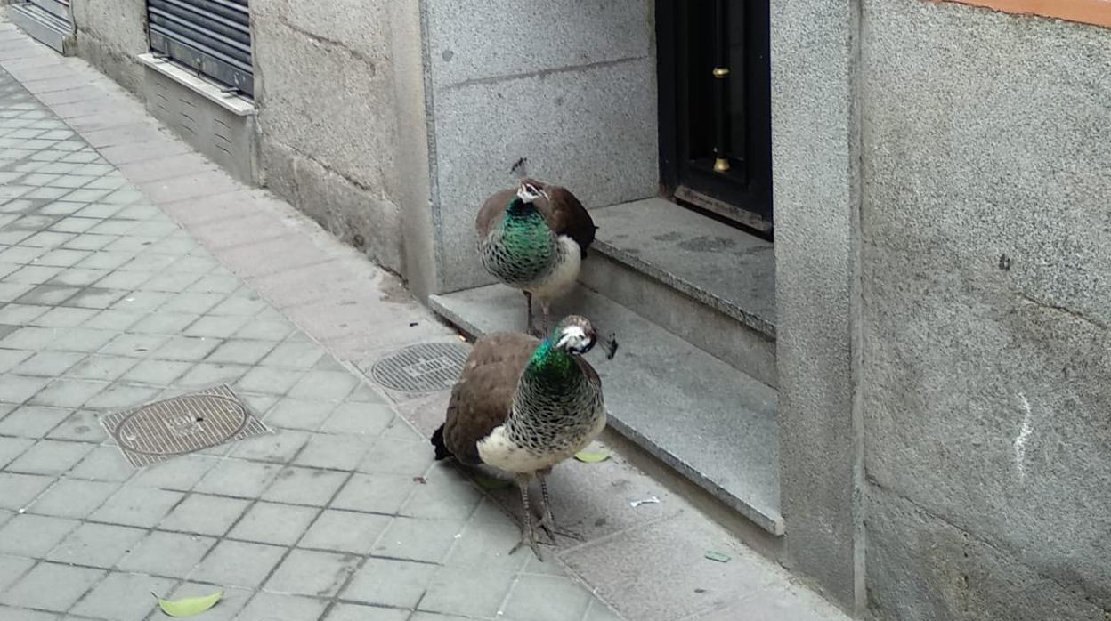 Dos patos corretean delante de un portal de la calle Fuente del Berro